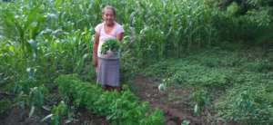 First harvest of nutritous plants