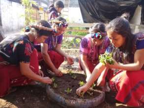 Example of container gardening
