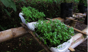 Growing Microgreens in small spaces