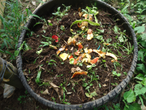 Kitchen and garden scraps composting in tire