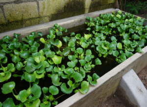 Bigger, better tank = more Tilapia for the family!