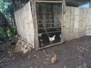 Poultry house with bamboo walls