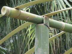 Bamboo Construction Detail