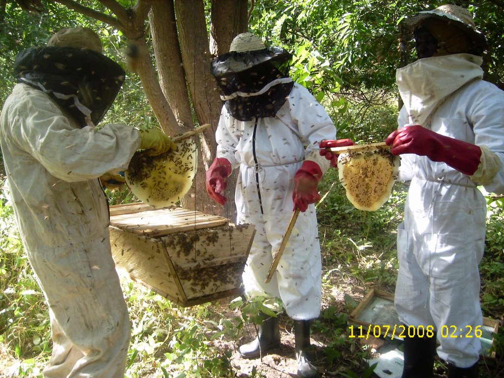 Beekeeping Enterprise for 4000 youths in Nigeria