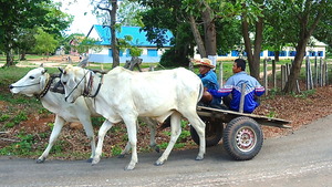 Village Transportation