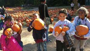 Pumpkin Picking