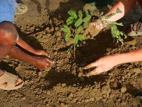Planting Trees in Haiti