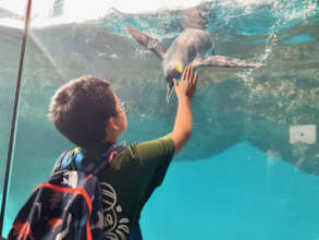 High five with a penguin, memory of the aquarium