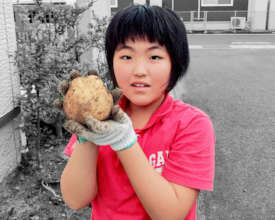 She is conducting a research on potatoes