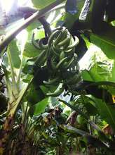 Farmers notice an larger improved plantain crop