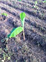 First time planting with the vitro plant plantain