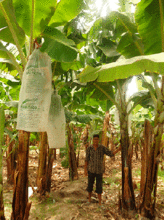 New technology improved banana crop and income