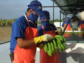 Farmers collecting plantains in Peru