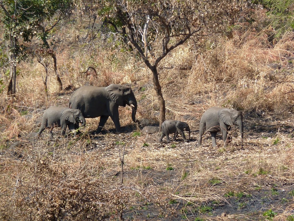 Help save elephants in Malawi