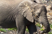 Help save elephants in Malawi