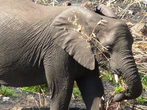 Help save elephants in Malawi