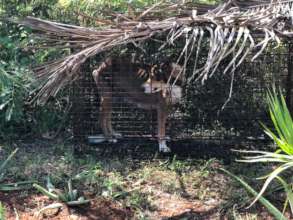 Trapping is important