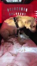 Nellie - fearful when found