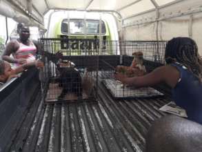 Spay and neuter