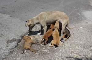 Why spay and neuter is desperately needed