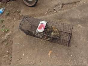 cat trapping