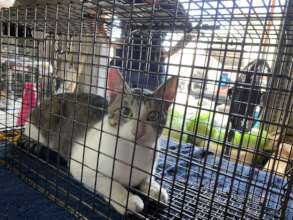 Cat in trap