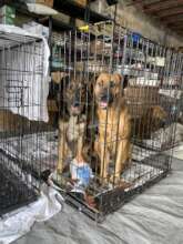 Dogs waiting for surgery