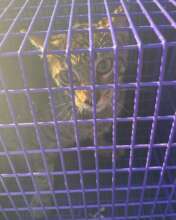 Cat trapping in Hope Town