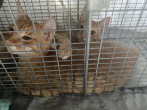 Cats in Hope Town