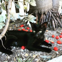 Cupcake exploring the outdoors