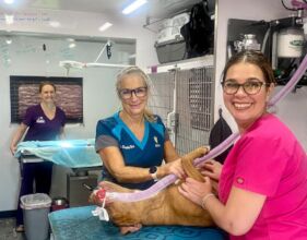Vet training in our mobile clinic Cleo