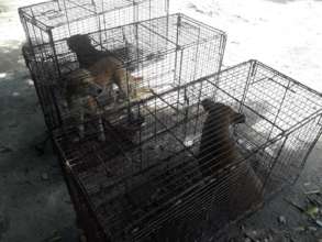 Trapping, Fixing and Returning 6 Community Dogs