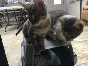Two of our rescue kittens after adoption !