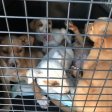 Puppies came back to Nassau