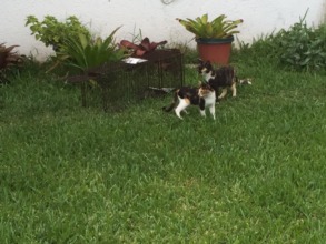 Two cats checking out the trap