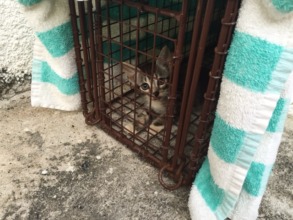 This female kitten is now fixed