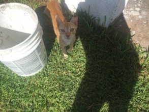 Check out 'Stretch' and his ear clip