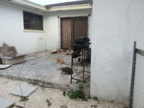 The group of cats at their feeding area