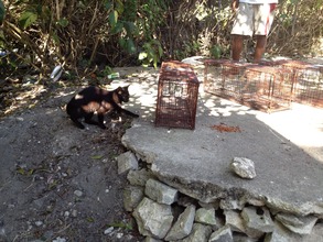 Cat going towards a Trap