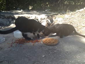 Stray cats getting fed
