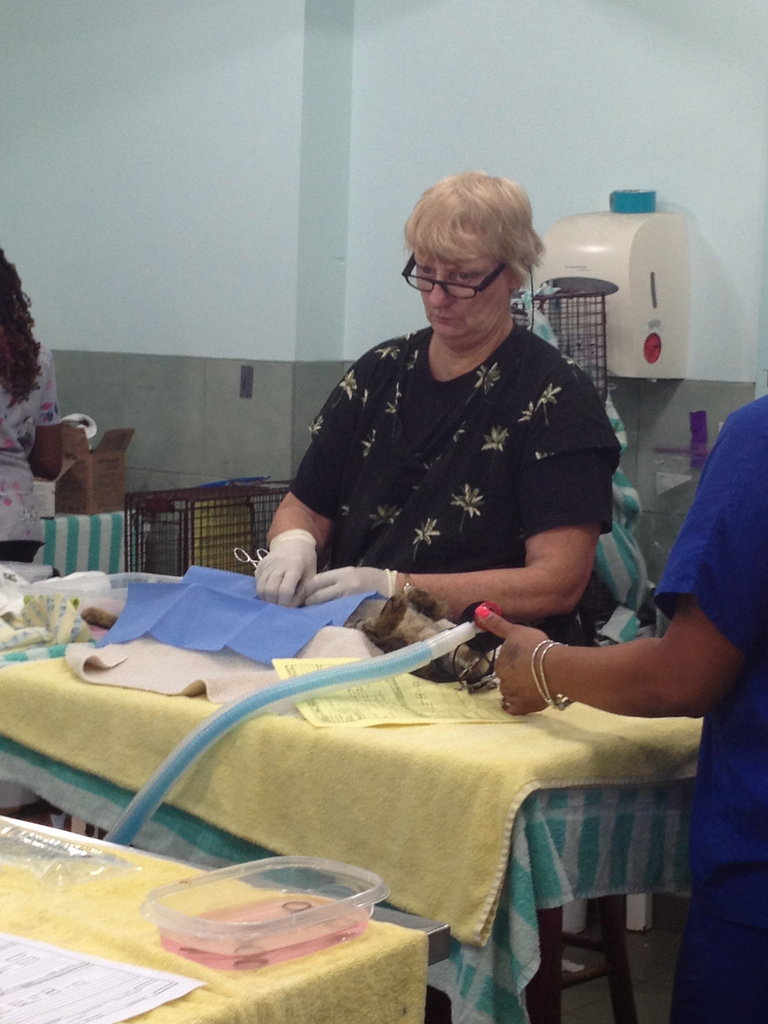 Reports on Spay/Neuter 1,000 Stray Dogs & Cats in The ... Reports on Spay/Neuter 1,000 Stray Dogs & Cats in The ...