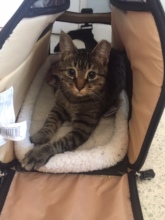 Lily now happy in her new home