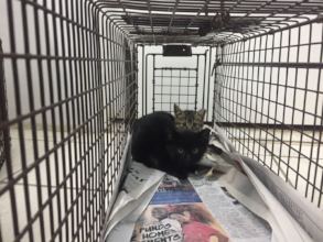 Kittens being trapped