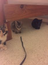 Kittens in foster care being socialized