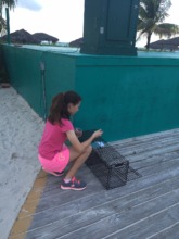 Volunteer Taylor setting the traps