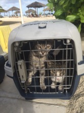 Some of the friendlier cats we picked up