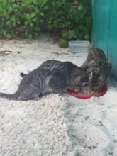 They are well fed and well looked after here