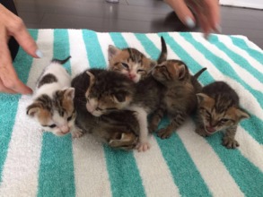 Kittens Growing Nicely