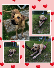 Jewel - a happy girl rescued by the Baark! team