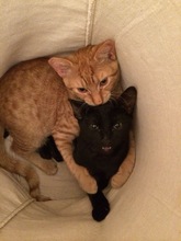 Oscar and George today in their happy home